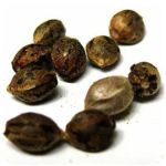 Семена марихуаны АК-47  (Seeds AK-47) в Ильском